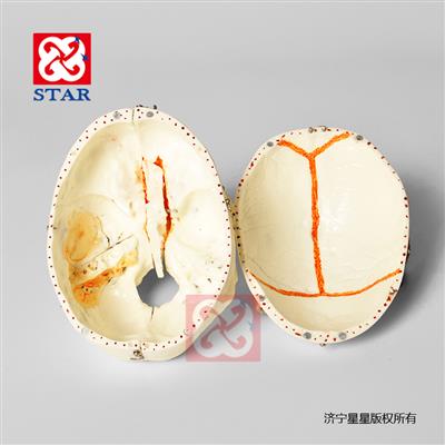 頭顱可拆分十部分，雙色牙顱底顏色展示竇動(dòng)靜脈