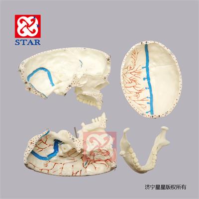 M5008可拆分，有上頜竇膜